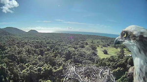Daintree Rainforest Observatory Monitors Osprey Nest in Australia with Milestone Vide